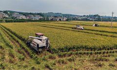 四川丹棱：82万亩水稻颗粒归仓